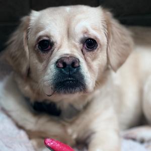 Squishy Fish, Mixed Breed (Small), adult, available for adoption