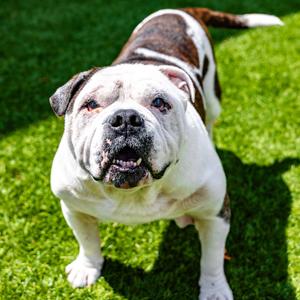 Pumpkin, Bulldog, senior, available for adoption