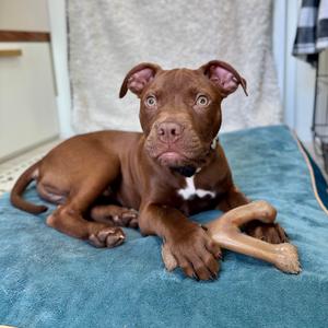 Hershey, Terrier, American Pit Bull, puppy, available for adoption