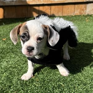 Pepper, Mixed Breed (Small), puppy, available for adoption