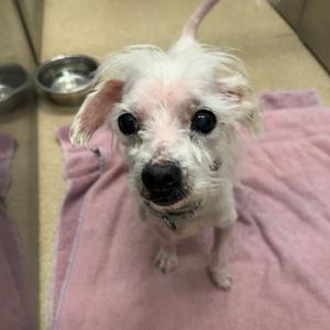 A small white dog with black eyes and a black nose standing on a pink towel.