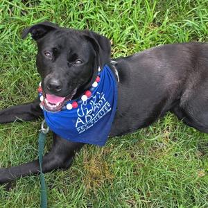 Punky, Terrier, adult, available for adoption
