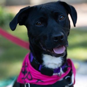 Punky, Terrier, adult, available for adoption