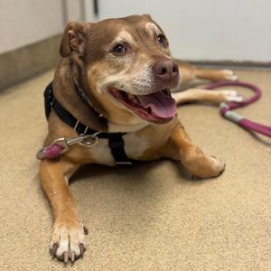 Princess, Hound, senior, available for adoption