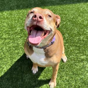 Princess, Hound, senior, available for adoption