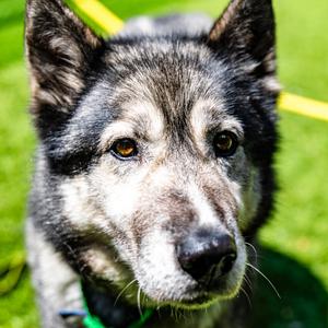 Kiya, Husky, Siberian, senior, available for adoption