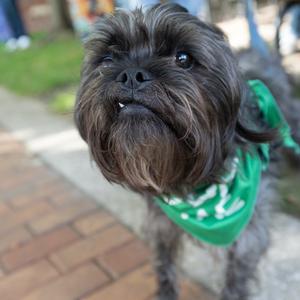 Morty, Affenpinscher, adult, available for adoption