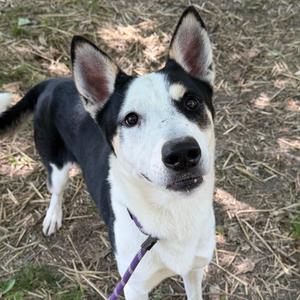 Rupert, Husky, adult, available for adoption