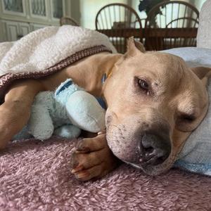 Angel, Terrier, American Pit Bull, senior, available for adoption