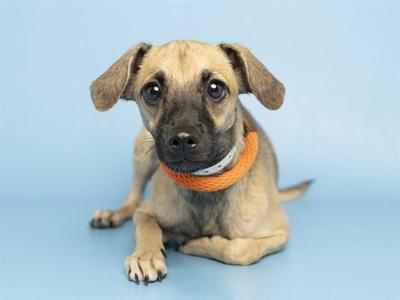 a small dog with floppy ears and a tan coat, wearing an orange bandana, sitting on a blue background