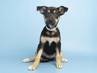BACON, German Shepherd Dog, puppy, available for adoption