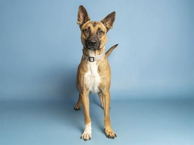 A brown and white dog standing on a blue background