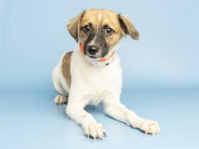 A small dog with a white and brown coat, wearing a collar, sitting on a blue background.