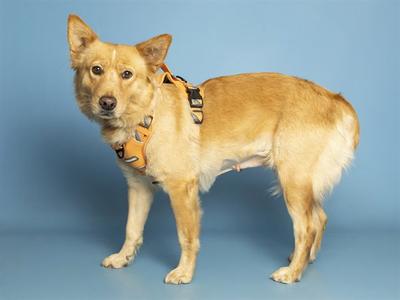 A light brown dog wearing a harness, standing against a blue background.