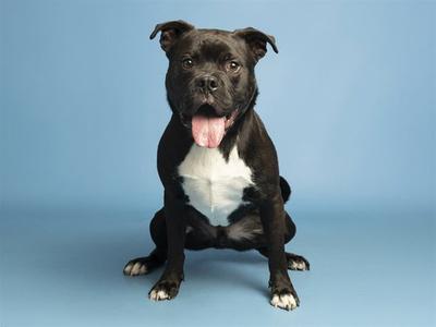 DARRELL, American Bulldog, young, available for adoption