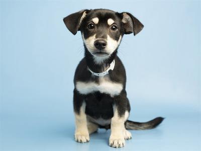 FAYE, German Shepherd Dog, puppy, available for adoption