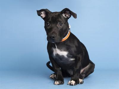 A black puppy with a white patch on its chest and an orange collar sits on a blue background.