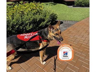COWBOY, German Shepherd Dog, adult, available for adoption