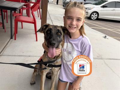 BEYA, German Shepherd Dog, adult, available for adoption