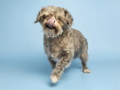 ESTHER, Yorkshire Terrier Yorkie, adult, available for adoption