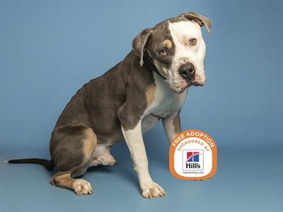 A brown and white dog sitting on a blue background with a 