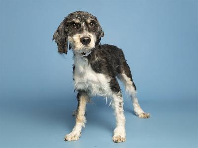 A black and white dog with floppy ears standing on a blue background.