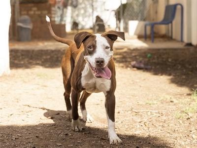 CHICKA, American Pit Bull Terrier, young, available for adoption