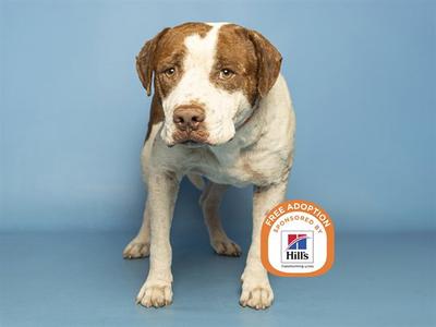 A brown and white dog standing on a blue background, with a Hills logo and text indicating free adoption.