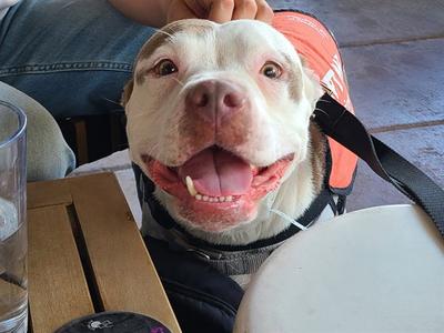 CHICA, American Pit Bull Terrier, adult, available for adoption