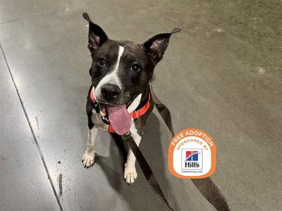 ATHENA, American Pit Bull Terrier, adult, available for adoption