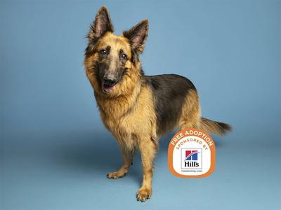 A German Shepherd dog standing on a blue background with a Hills Free Adoption logo on its side.