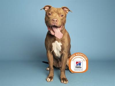 A brown dog with a white patch on its chest sitting on a blue background. The dog has its mouth open and tongue out, appearing happy. There is a circular logo on the right side of the image that says "FREE ADOPTION" and "Hills".