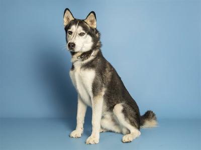 A Siberian Husky dog sitting on a blue background