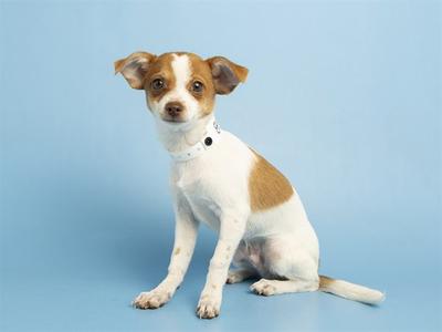 BIG DILL, Chihuahua, puppy, available for adoption