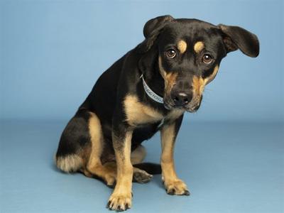 BELLA, Doberman Pinscher, adult, available for adoption