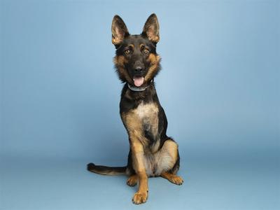 DUCKY, German Shepherd Dog, young, available for adoption