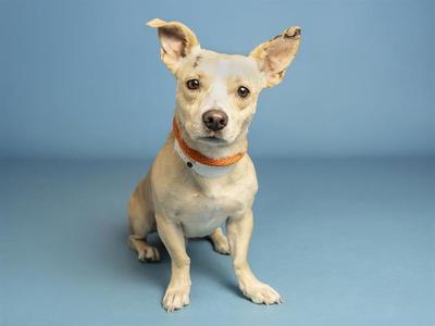 ASIAGO, Chihuahua, young, available for adoption