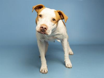 A white and brown dog standing on a blue background