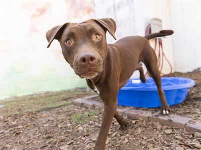 BONNIE, American Pit Bull Terrier, young, available for adoption