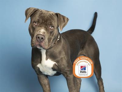 GEORGE, American Pit Bull Terrier, adult, available for adoption