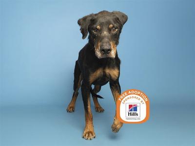 A black and tan dog standing on a blue background with a Hills logo in the corner.