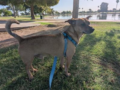 CHACHI, Chihuahua, adult, available for adoption