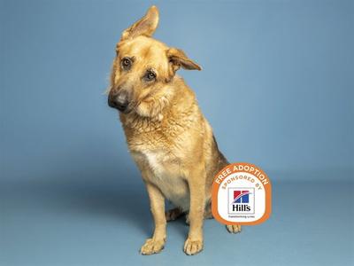 A light brown dog with perked ears sitting against a blue background. The dog has a slightly scruffy coat and is looking to the side. There is a circular logo in the bottom right corner with text that reads "FREE ADOPTION" and "Hills".