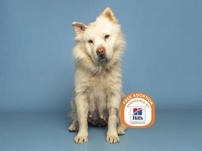 BLANCA, Chow Chow, adult, available for adoption
