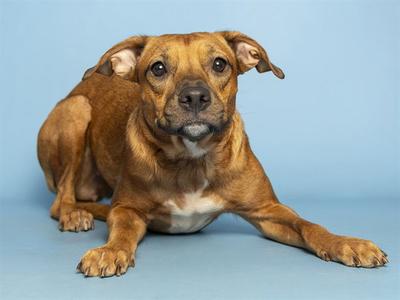 A brown dog with floppy ears and a white chest is lying down on a blue background.