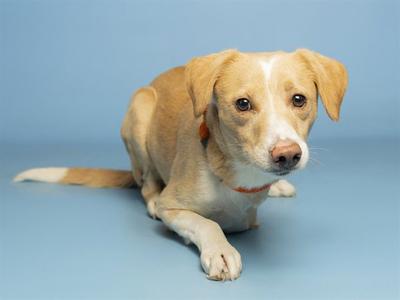 CORNDOG, Beagle, adult, available for adoption