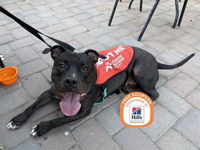 ANGIE, American Pit Bull Terrier, adult, available for adoption