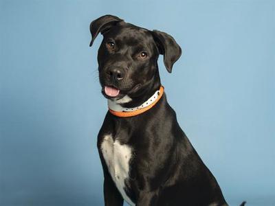DOJA, Labrador Retriever, young, available for adoption