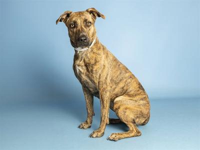 A brindle-colored dog sitting on a blue background