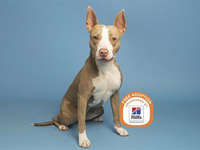 BELLA, American Pit Bull Terrier, adult, available for adoption